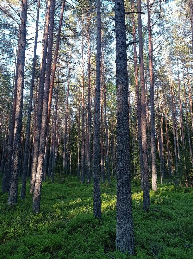 Toomarahva Farmstay Altja Εξωτερικό φωτογραφία